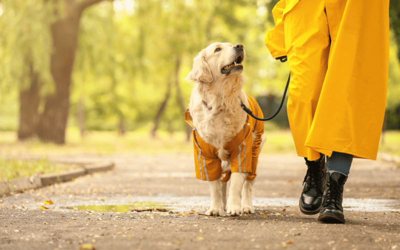A golden retriever looks up at a dog walker dressed in a yellow raincoat, symbolizing the bond you build when you learn how to become a dog walker on Wag.