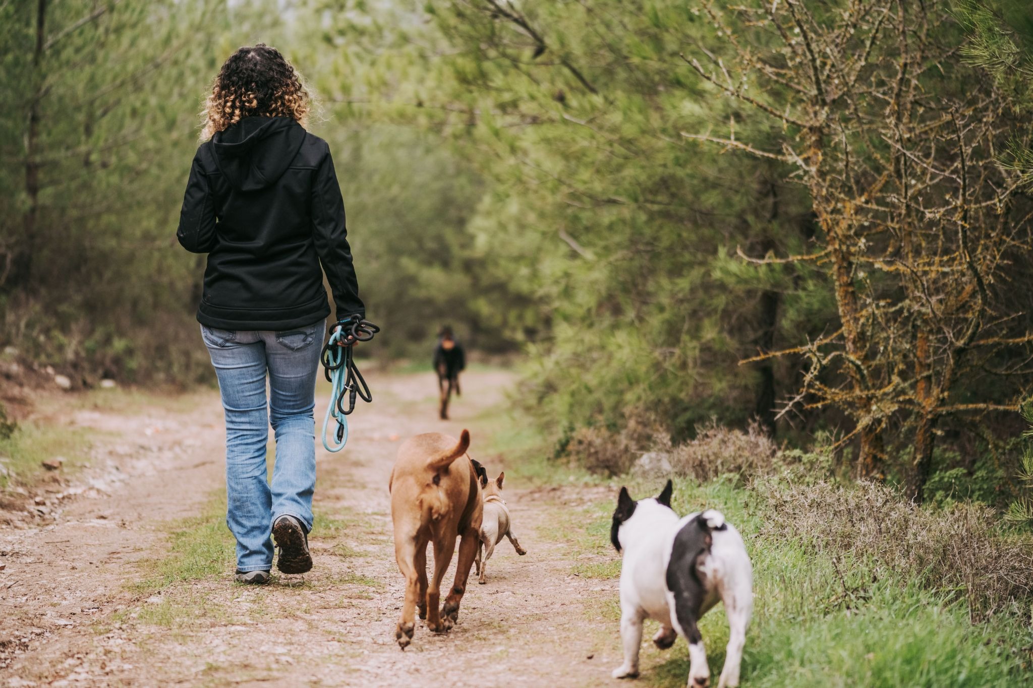 Dog walker standing outdoors with several dogs, beginning their walk