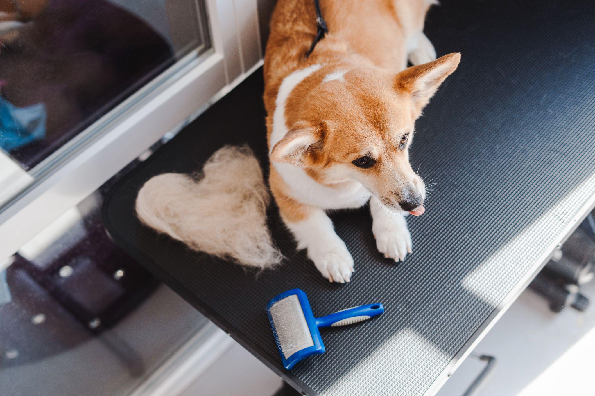 Pet grooming brush and a dog in a grooming van.